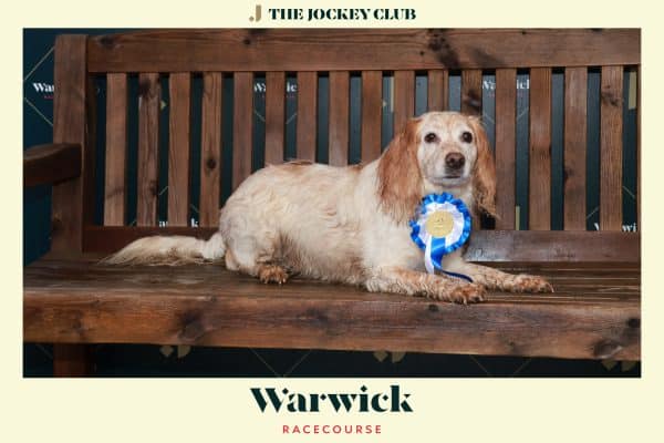 A dog with a blue rosette labeled "2nd" lies on a wooden bench. The background shows signs reading "The Jockey Club" and "Warwick Racecourse.